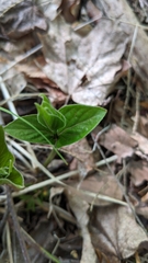 Vincetoxicum rossicum