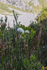 Brunia sphaerocephala