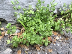 Veronica cardiocarpa