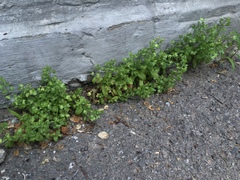 Veronica cardiocarpa