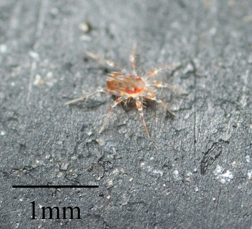 Erythracaridae