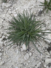 Cephalaria coriacea