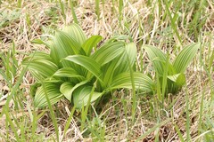Veratrum nigrum