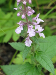Stachys pilosa