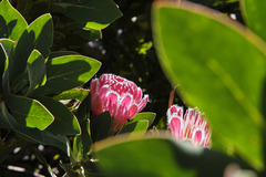 Protea lacticolor