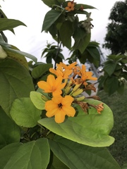 Cordia sebestena