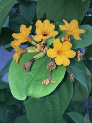 Cordia sebestena