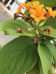Cordia sebestena