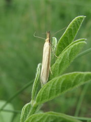 Pleurota pyropella