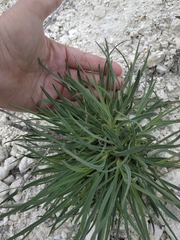 Cephalaria coriacea