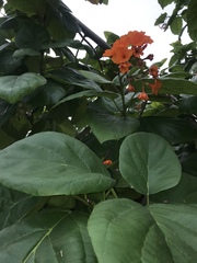 Cordia sebestena