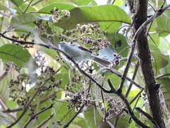 Mecocerculus stictopterus