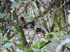 Hellmayrea gularis