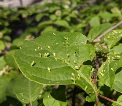 Eriophyes emarginatae