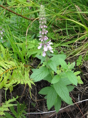 Stachys pilosa