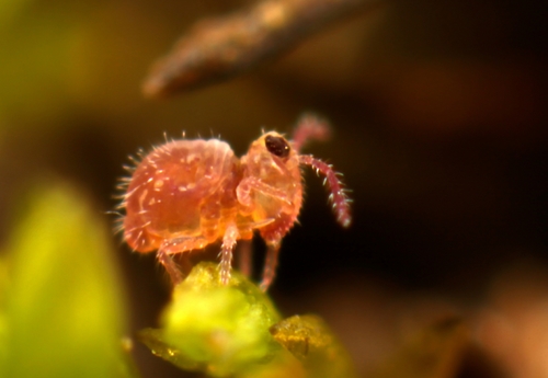 Representative image of Sminthurides schoetti