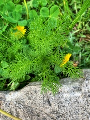 Tripleurospermum inodorum