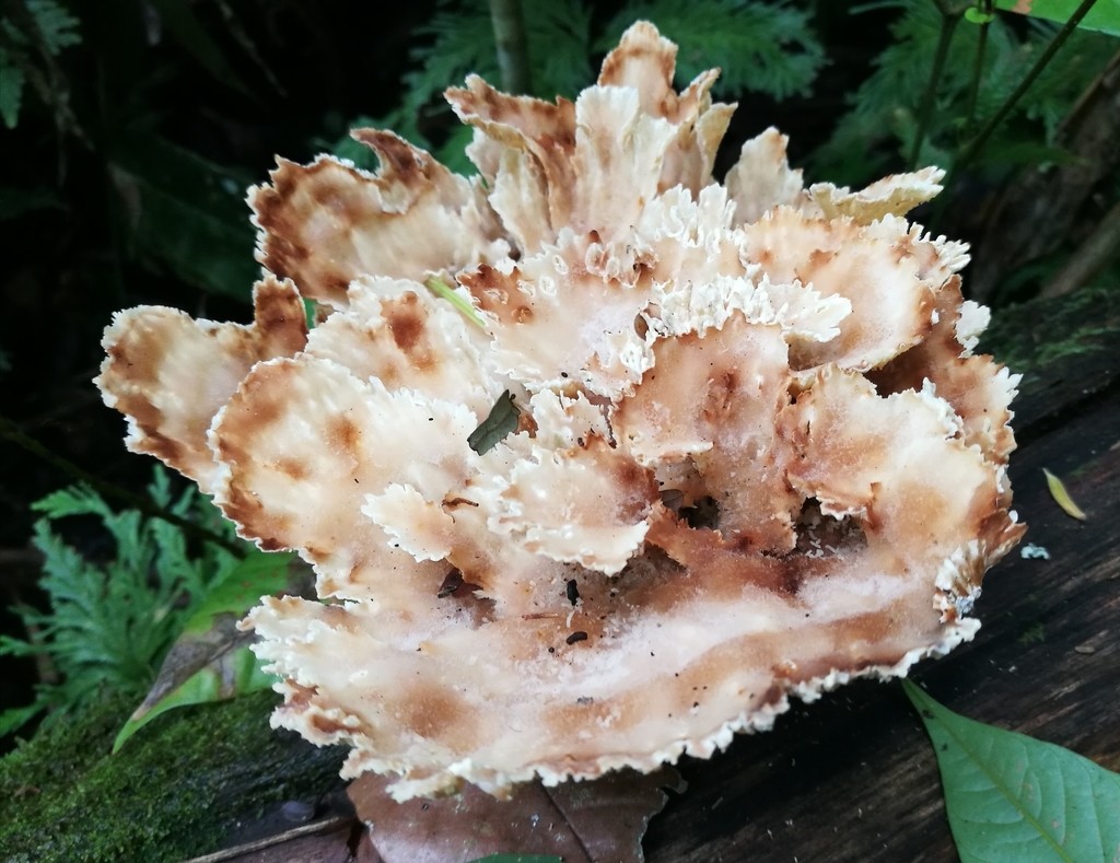 Cymatoderma dendriticum · January 2018 · photo: © heimatlos (iNaturalist, cc0)