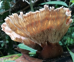 Cymatoderma dendriticum