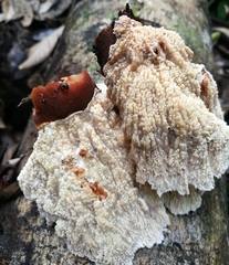 Cymatoderma dendriticum