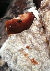 Cymatoderma dendriticum