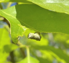 Homoeolabus analis