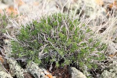 Eritrichium pectinatum