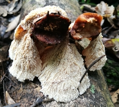 Cymatoderma dendriticum