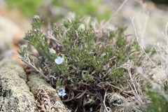 Eritrichium pectinatum