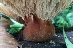 Cymatoderma dendriticum