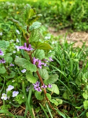 Glechoma hederacea