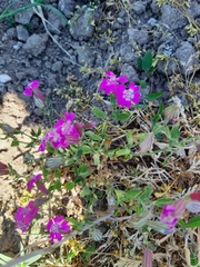 Silene pendula