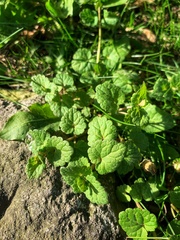 Glechoma hederacea