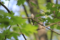 Muscicapa striata