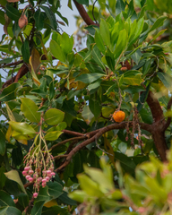 Arbutus × andrachnoides