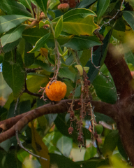Arbutus × andrachnoides