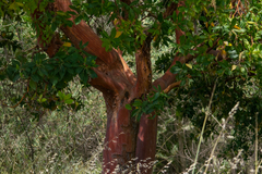 Arbutus × andrachnoides
