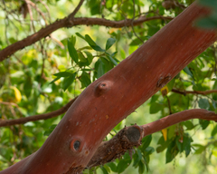 Arbutus × andrachnoides