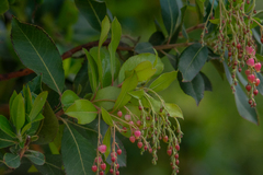 Arbutus × andrachnoides