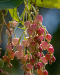 Arbutus × andrachnoides