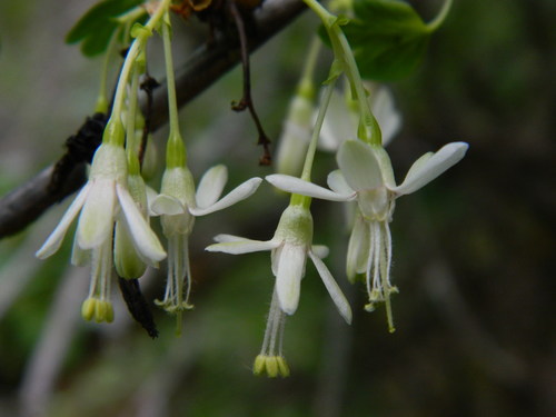 snow currant (Ribes niveum)
