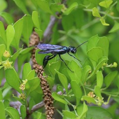 Chalybion zimmermanni