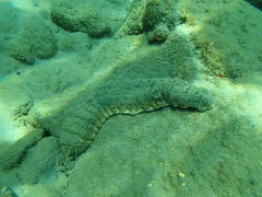 Holothuria mexicana