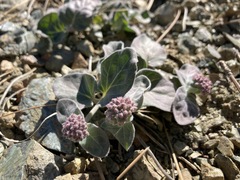 Asclepias solanoana