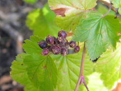 Ribes wolfii