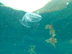 Ocyropsis crystallina