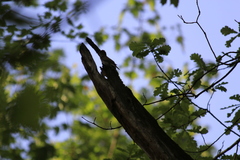 Muscicapa striata