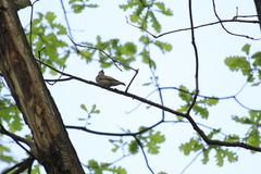 Muscicapa striata