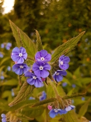 Pentaglottis sempervirens
