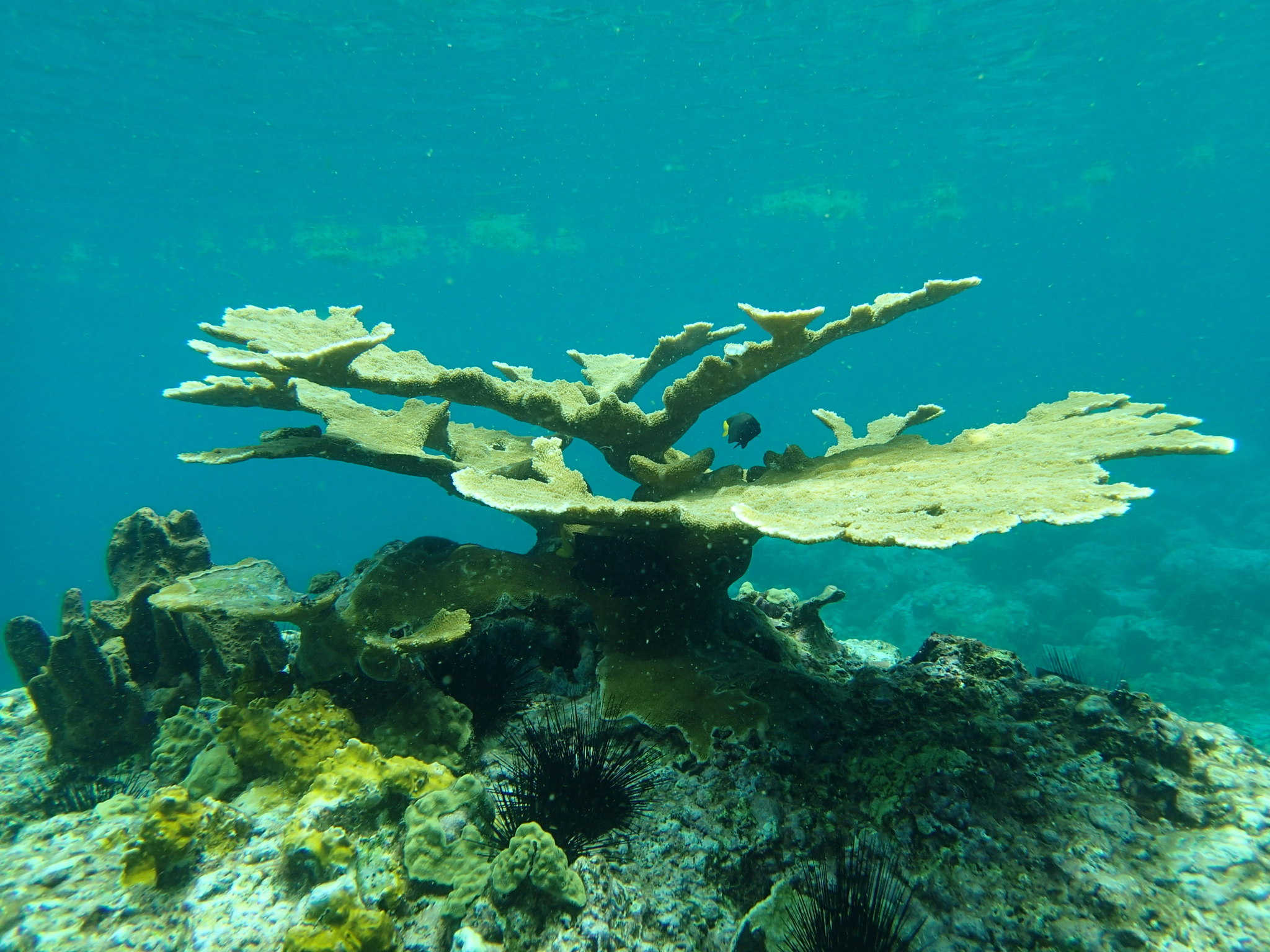Elkhorn coral - Wikipedia